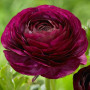 Лютик Ranunculus Tomer Purple (Томер Пурпл)