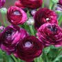 Лютик Ranunculus Tomer Purple (Томер Пурпл)