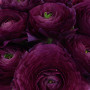 Лютик Ranunculus Tomer Purple (Томер Пурпл)