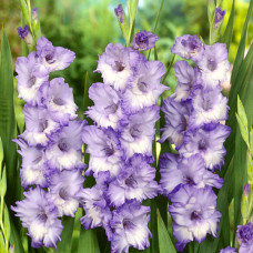 Гладіолус Triton