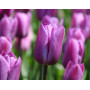 Луковицы Тюльпан Violet Beauty 