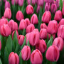 Цибулини Тюльпан Carola
