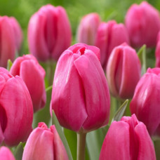 Тюльпан Carola 12+ Тюльпан Carola 12+