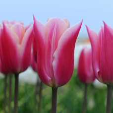 Тюльпан Sanne 12+ Тюльпан Sanne 12+