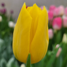 Тюльпан Strong Gold 12+ Тюльпан Strong Gold 12+