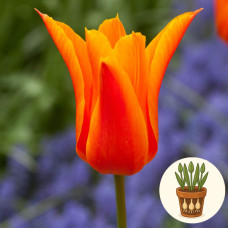 Тюльпан Balleriana 3 шт в горшке