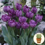 Тюльпан Blue Spectacle 3 шт в горшке