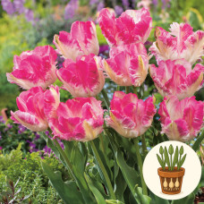 Тюльпан Cabanna 3 шт в горшке