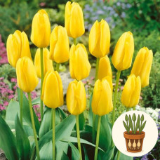 Тюльпан Candela 3 шт в горшке