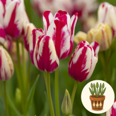 Тюльпан Candy Club 3 шт в горшке