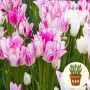 Тюльпан Candy Club 3 шт в горшке