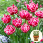 Тюльпан Columbus 3 шт в горшке