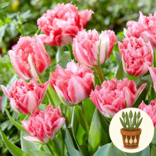 Тюльпан Crispion Sweet 3 шт в горшке