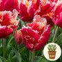 Тюльпан Dee Jay Parrot 3 шт в горшке