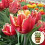 Тюльпан Dee Jay Parrot 3 шт в горшке