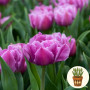 Тюльпан Double Price 3 шт в горшке