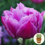 Тюльпан Double Price 3 шт в горшке