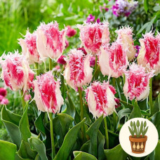 Тюльпан Drakensteyn 3 шт в горщику