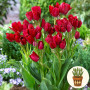 Тюльпан Fiery Club 3 шт в горщику