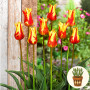 Тюльпан Firework 3 шт в горщику