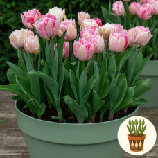 Тюльпан Foxtrot 3 шт в горщику