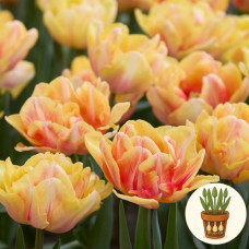 Тюльпан Foxy Foxtrot 3 шт в горшке