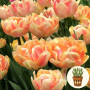 Тюльпан Foxy Foxtrot 3 шт в горшке