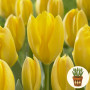 Тюльпан Golden Purissima 3 шт в горшке