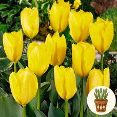Тюльпан Golden Purissima 3 шт в горшке