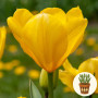 Тюльпан Golden Purissima 3 шт в горшке