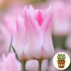 Тюльпан Holland Chic 3 шт в горшке