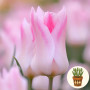 Тюльпан Holland Chic 3 шт в горщику