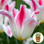 Тюльпан Holland Chic 3 шт в горщику