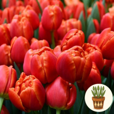 Тюльпан Icoon 3 шт в горшке