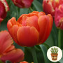 Тюльпан Icoon 3 шт в горшке