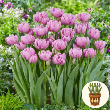 Тюльпан Kickstart 3 шт в горшке