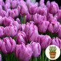 Тюльпан Kickstart 3 шт в горшке