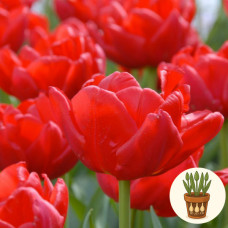 Тюльпан Largo 3 шт в горшке