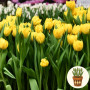 Тюльпан Limousine 3 шт в горшке