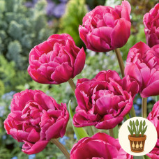 Тюльпан Margarita 3 шт в горшке