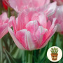 Тюльпани Mariage 3 шт в горщику