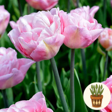 Тюльпани Mariage 3 шт в горщику