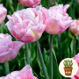 Тюльпани Mariage 3 шт в горщику