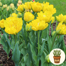 Тюльпан Marie Jo 3 шт в горшке