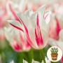Тюльпан Marilyn 3 шт в горшке