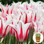 Тюльпан Marilyn 3 шт в горшке