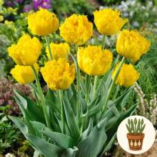 Тюльпан Mon Amur 3 шт в горшке
