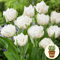 Тюльпан Mount Tacoma 3 шт в горшке