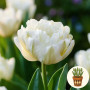 Тюльпан Mount Tacoma 3 шт в горщику
