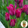 Тюльпан Night Club 3 шт в горщику
